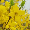 개나리공원3 이미지