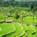 강수농장 | 발리 8월 날씨 완벽 가이드｜건기 시즌 기온·강수·여행 팁