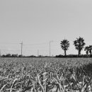 동일리-10 이미지