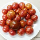호텔토마토 이미지