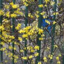 개나리꽃집 이미지