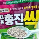 (주)빅스푼코퍼레이션 | 거실 식물 화분 뿌리파리 퇴치 박멸 대유 총진싹 3개월 사용 후기