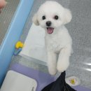 과천우주동물병원 | 과천 우주동물병원 _ 과잉진료없고 친절한 병원