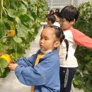 용문초병설유치원 이미지