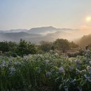 8/17[일] 25'한국수목원 챌린지 Opro-5차(포항 기청산식물원+대구수목원)-산행안내/좌석표 이미지