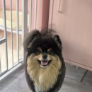 트리몽 네이버블로그