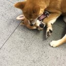 더힐동물의료센터 이미지