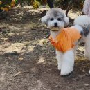 요호르기스테이 이미지