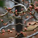 새벽-숲 이미지