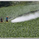 흥농종묘농약 이미지