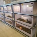 렙타일케이지 | 수지 성복동 팀버렙타일 곤충 파충류샵 용인 파충류 체험 원데이클래스 후기