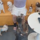 멍쉬멜로 이미지