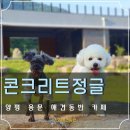 용문 애견 | 양평 용문 카페 내돈내산 애견동반 되는 콘크리트정글 후기