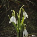 ◆설강화(雪降花. snowdrop) 이미지