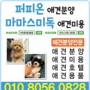 마마스미독 펫살롱 대전점 이미지