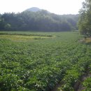 감자부동산중개사무소 이미지