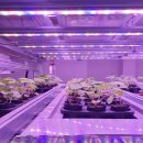 인삼농장 이미지