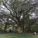 천년비자 이미지