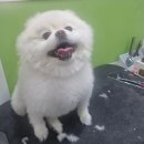 꽃보다 Dog 이미지