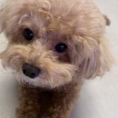 캐리커쳐 | 2026 도그페스타 하슈랜드 캐리커쳐 후기 춘천 강아지숲 260322