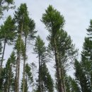 통나무집을 짓는데 쓰이는 원목 더글라스퍼(douglas fir) 이미지