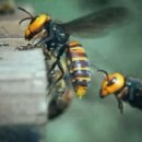 꿀벌약국 이미지