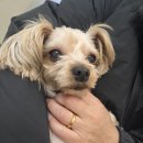 이로운 동물병원 | 동탄동물병원 이로운동물병원, 10년쯤 다닌 진짜 찐추천드리고 싶은 2동탄 동물병원 ! (요키 췌장염 초기)