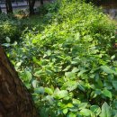 넘은들근린공원 이미지