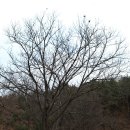 캠프오막살이 | (오토캠핑) 양평, 풀꽃나라 반디캠프 (2010년12월4일 ~ 5일 )