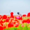 엔오엔팜 이미지