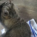 쥬쥬동물병원 이미지