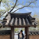 엔씨식자재할인마트 | 밀양 여행 이팝나무 명소 '위양지 완재정' 방문 후기 포토존 추천(feat. 지역사랑 휴가지원 사업)