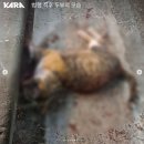 [서명요청] 창원 고양이 두부 학대사건 검찰 항소 요청 시민 서명 ⚠️잔인한 사진 주의⚠️ 이미지