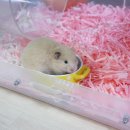 구미옥계동물병원 이미지