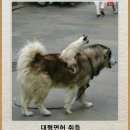 비도