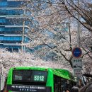 안양천 산책로 | 안양천 벚꽃길 실시간 개화 상황 벚꽃 명소 서울 직장인 산책로 나들이 장소