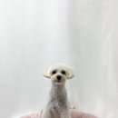 수진애견미용 이미지