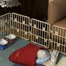 웰니스동물병원(롯데월드점) 이미지