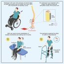 척수 마비 electrical epidural stimulation으로 CPG자극, 재활훈련으로 매핑하면 걸을 수 있다.. 논문 탐구! 이미지