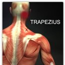 trapezius muscle 이미지