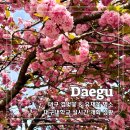 대구대학교 정문 | 대구대학교 겹벚꽃 유채꽃 명소 위치 실시간 개화상황