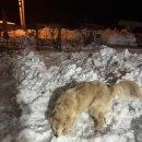 스테이어단 이미지