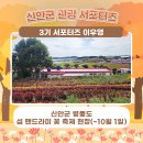 섬 맨드라미 축제 | 🌸신안군 병풍도_섬 맨드라미 꽃 축제 현장(~10월 1일)