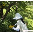 질경이수원 이미지