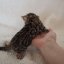 소유뱅갈캐터리 이미지