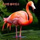 우아한 플라밍고! 이미지