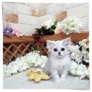 야옹아멍멍해봐(주월점) 이미지