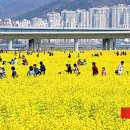 낙동강관리본부 대저생태공원 6 이미지