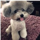 두이 Daum카페