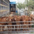 강성농장 이미지